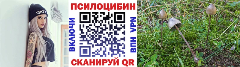 Псилоцибиновые грибы Psilocybe  хочу   Зарайск 